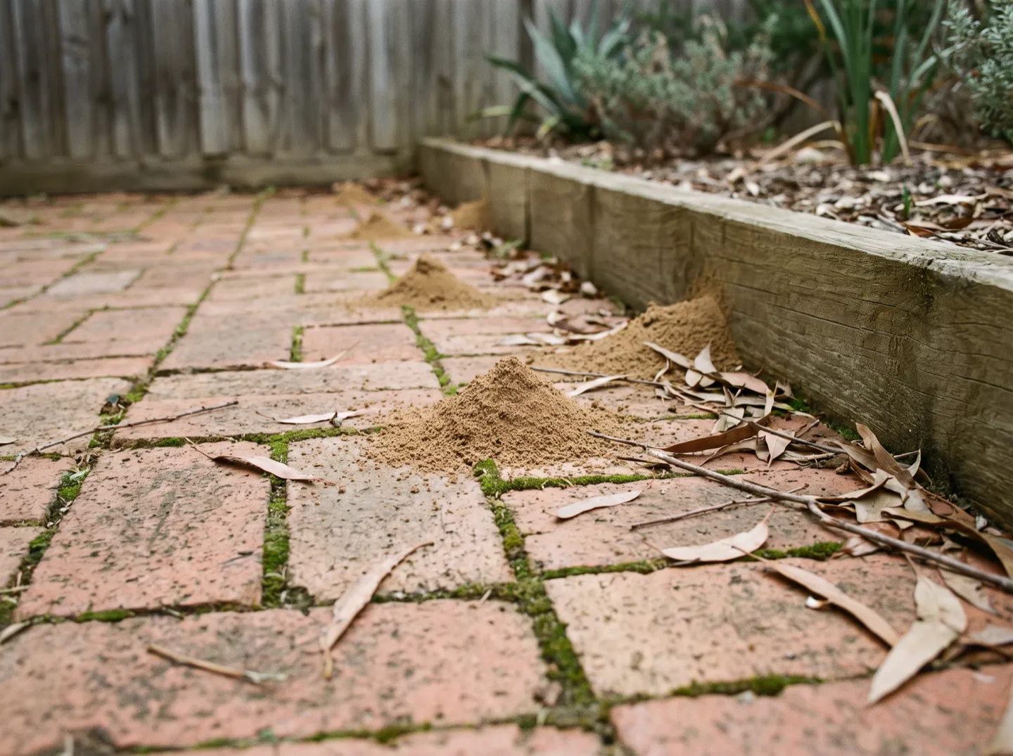 Mounds of fine soil pushed up between the joints of a brick-paved courtyard