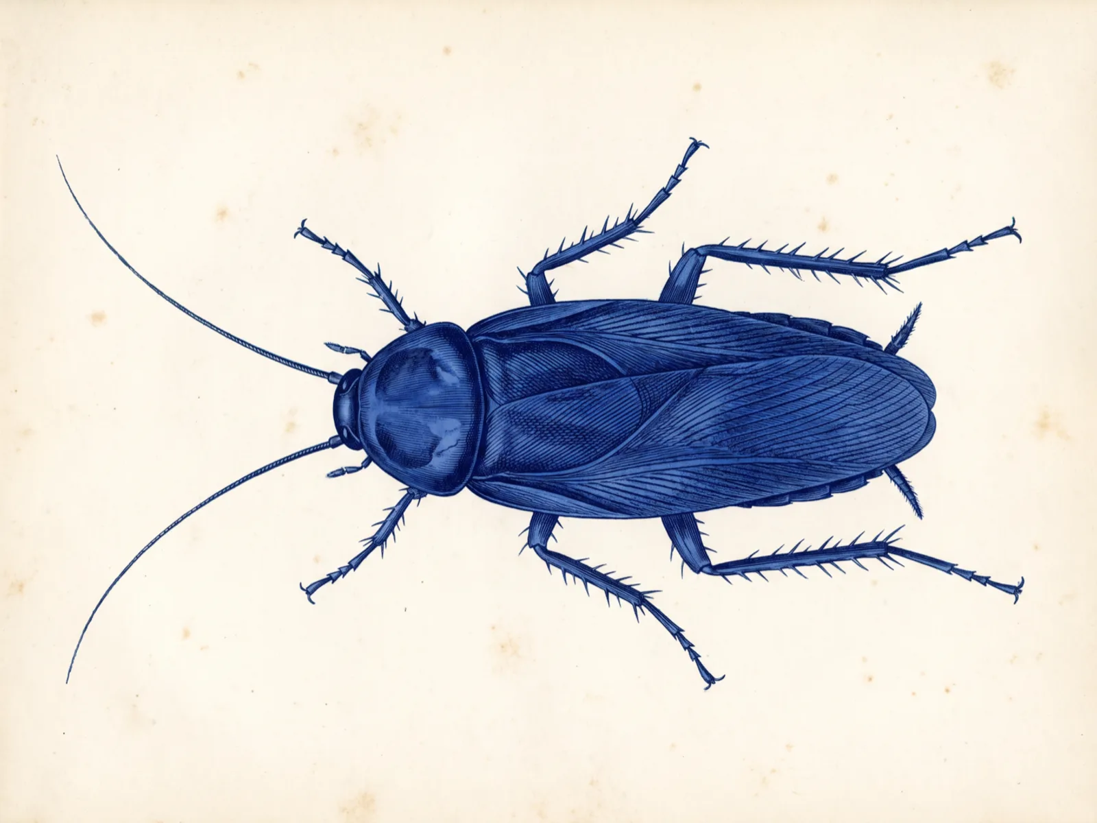 Large drain cockroach seen from above