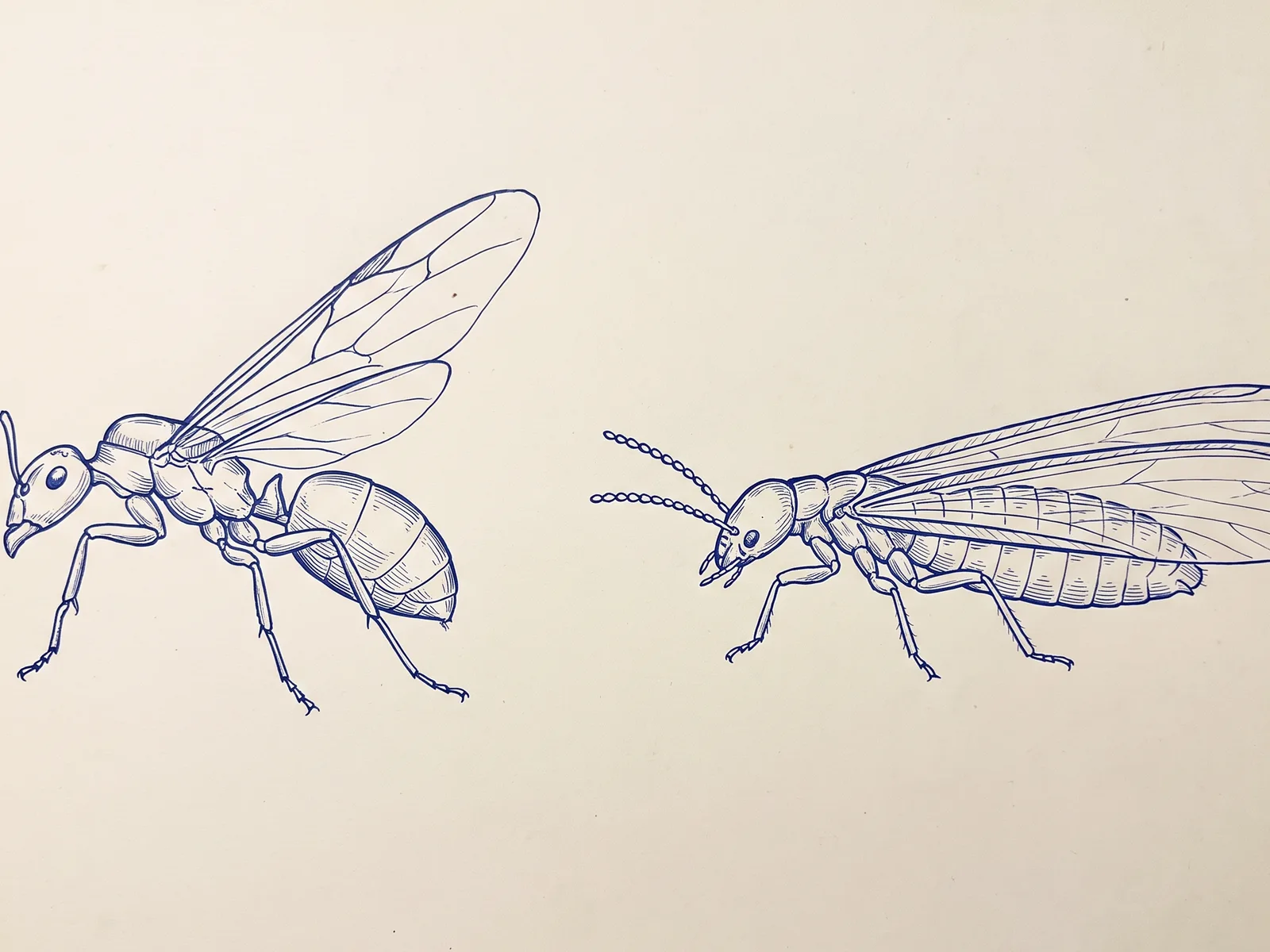 Line illustration comparing a winged flying ant on the left with a winged termite (alate) on the right, in profile