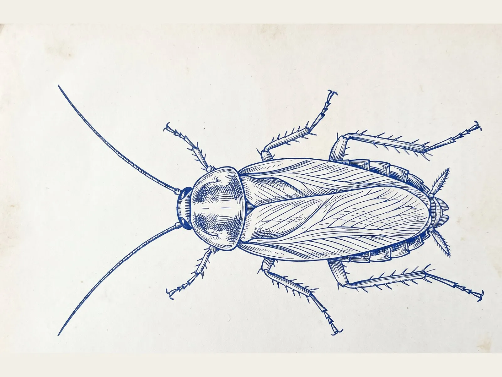 Line illustration of a German cockroach in the style of an entomology reference plate