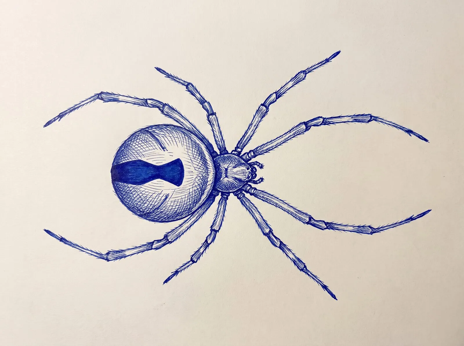 Line illustration of a redback spider viewed from above