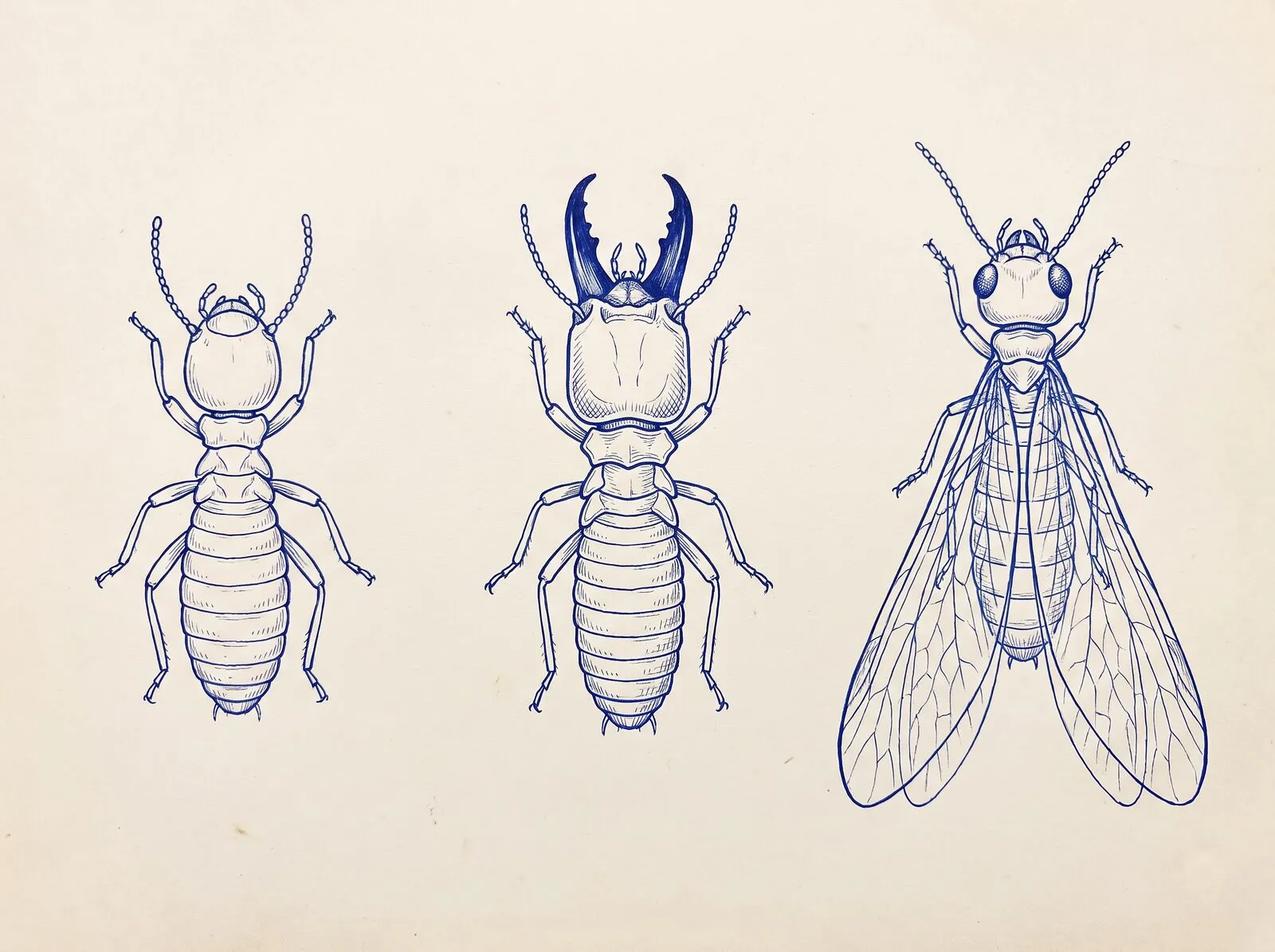 Line illustration of three termite castes, worker, soldier and winged alate