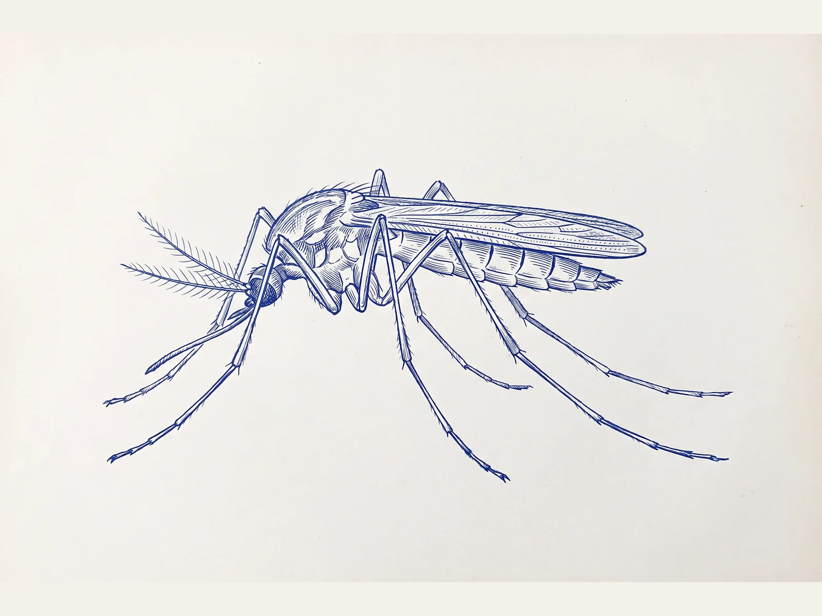 Cobalt-ink plate of a mosquito