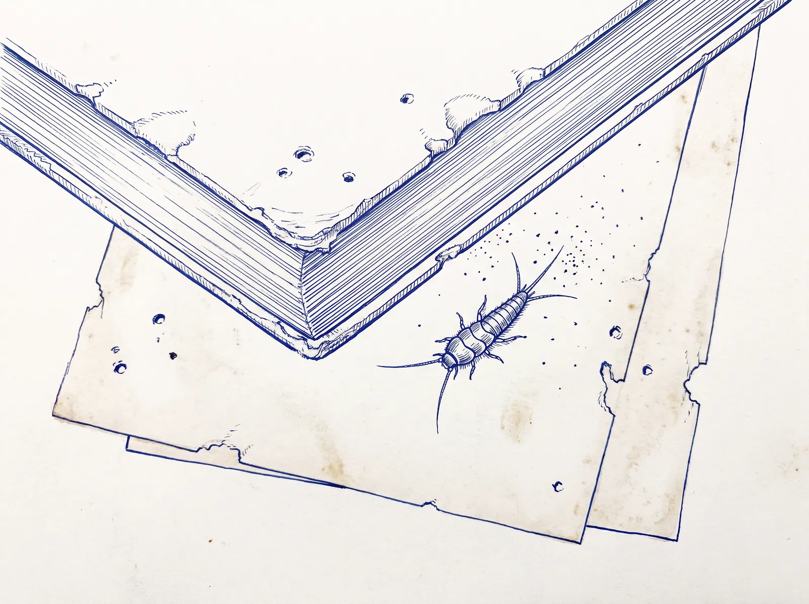 Line diagram of a book corner and loose sheets grazed and notched at the edges with a silverfish and scattered droppings