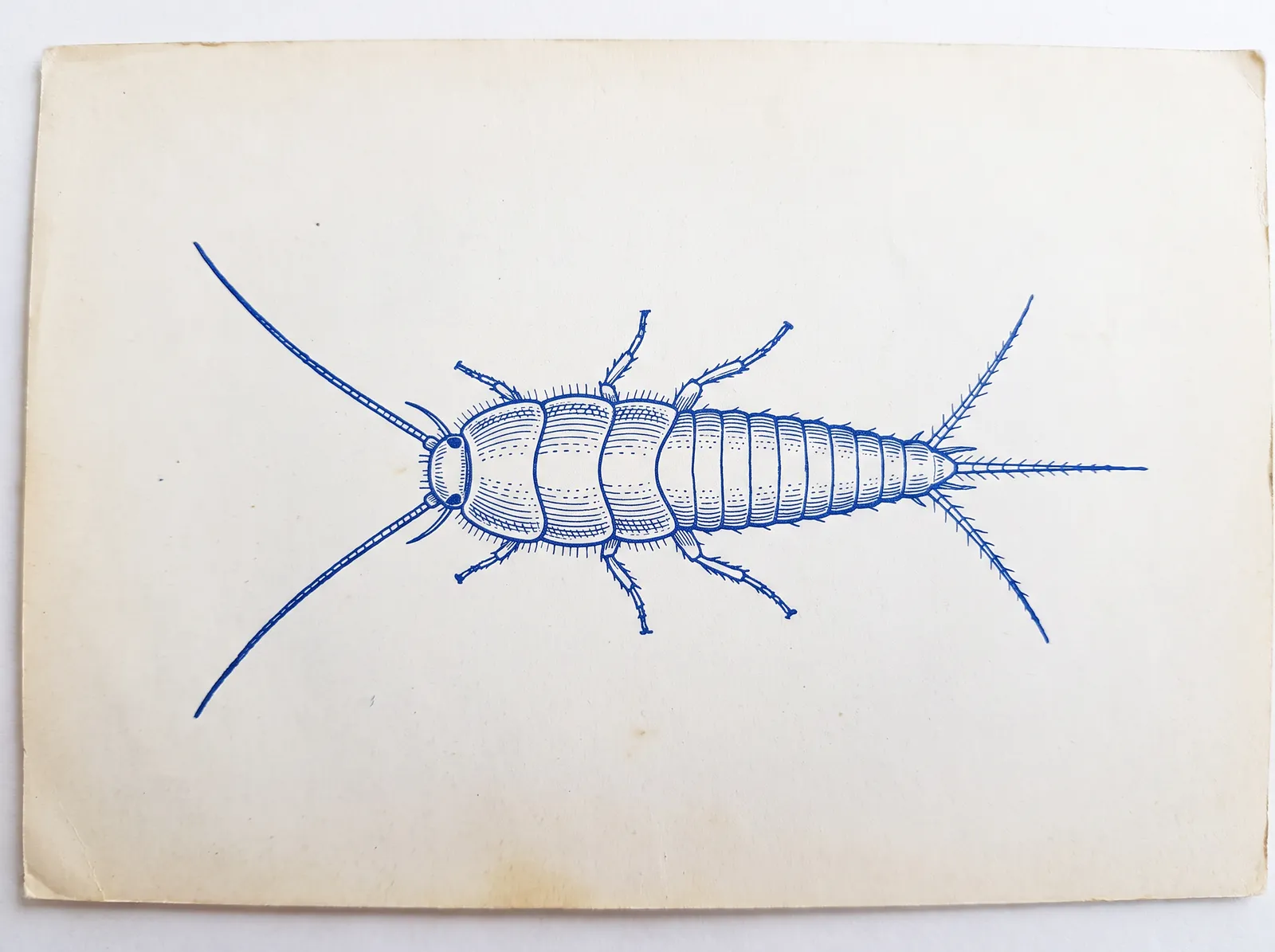 Cobalt-ink plate of a silverfish viewed from above