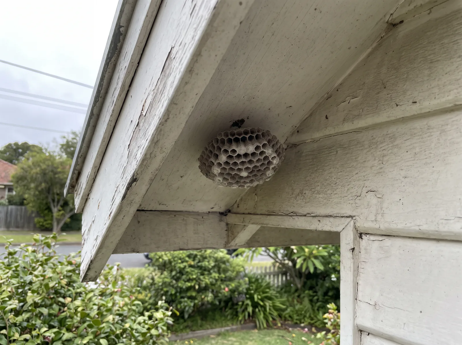A grey papery paper wasp nest under the timber eaves of an older weatherboard house